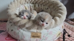 Cattery from Samt Dreams