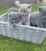 BKH aus der Kleiststadt