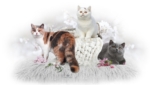 Cattery from colour Moon Cattery from colour Moon